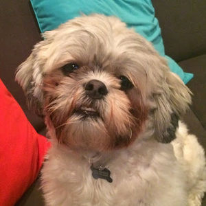 Meet your Posher, Amy